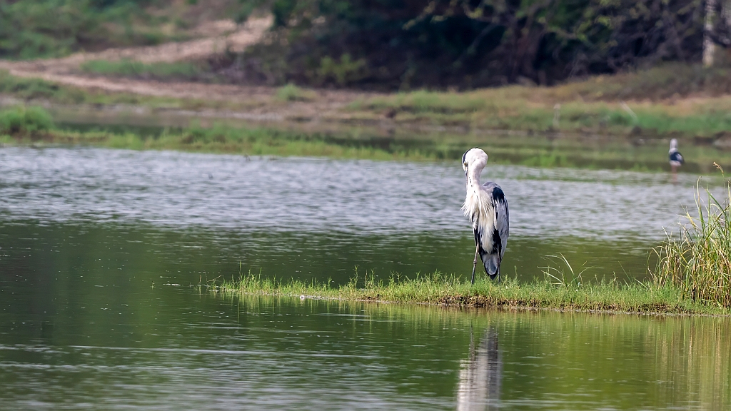 Grey Heron